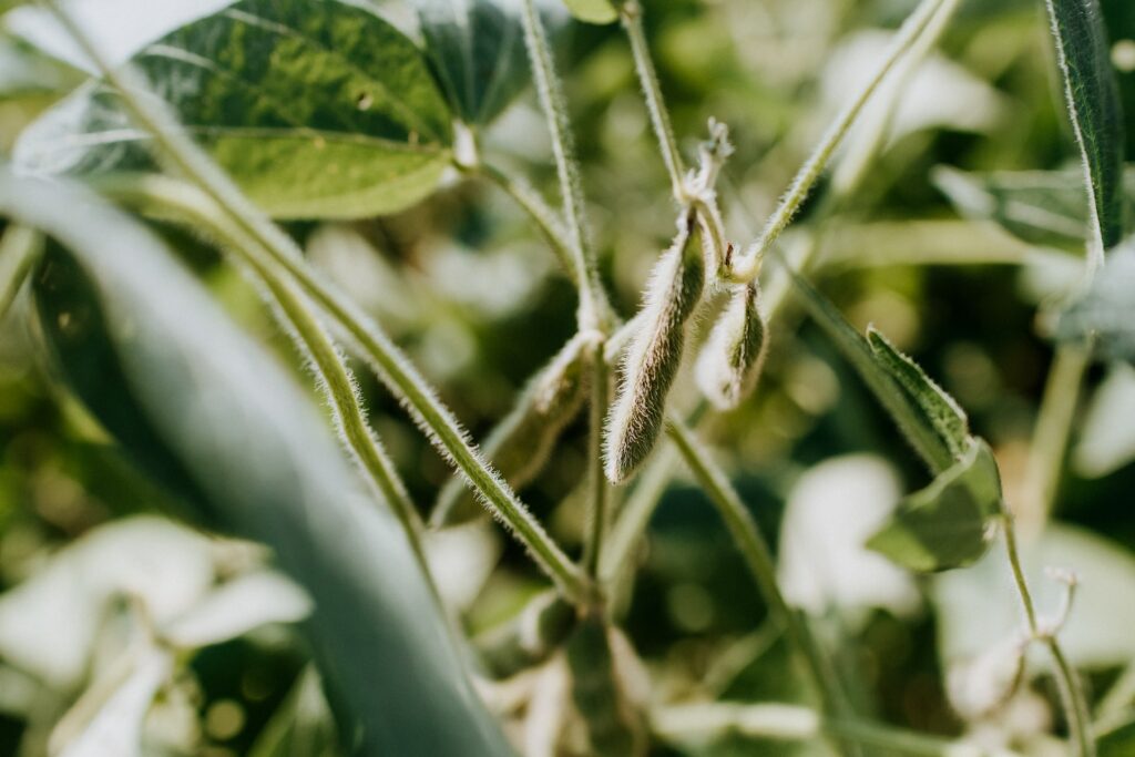 soia deforestazione del Gran Chaco