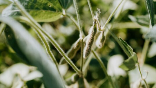 soia deforestazione del Gran Chaco