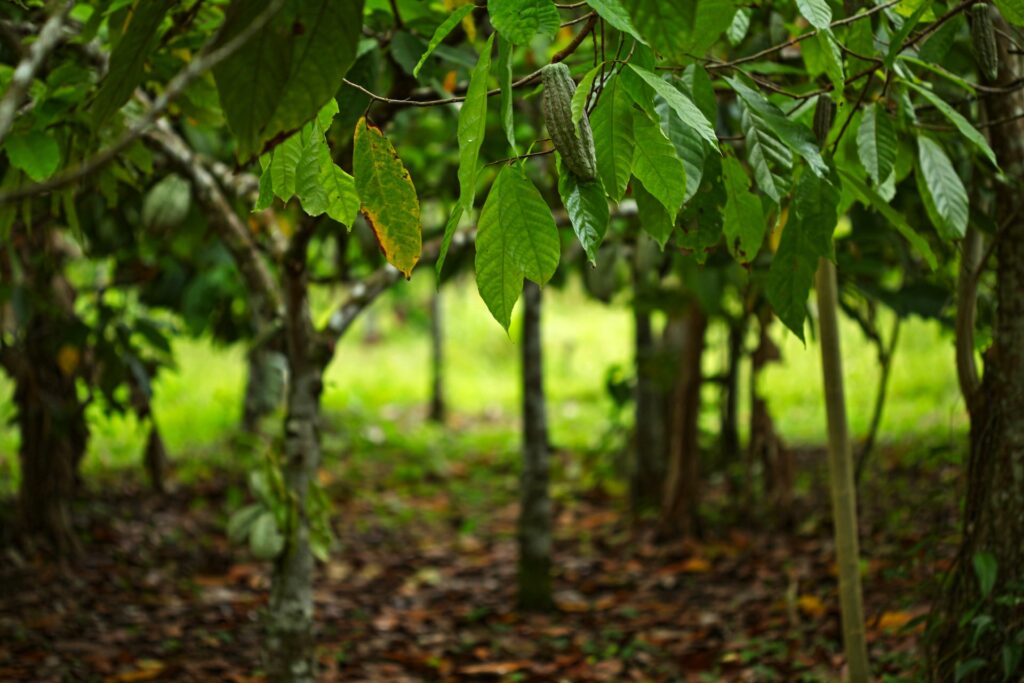 prodotti legati alla deforestazione stop