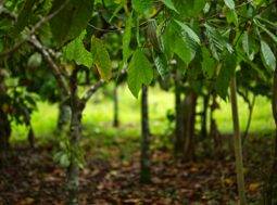 prodotti legati alla deforestazione stop