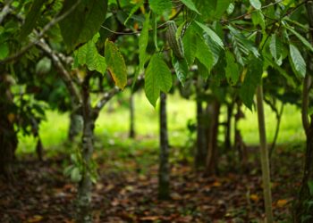 prodotti legati alla deforestazione stop