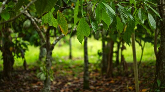 prodotti legati alla deforestazione stop