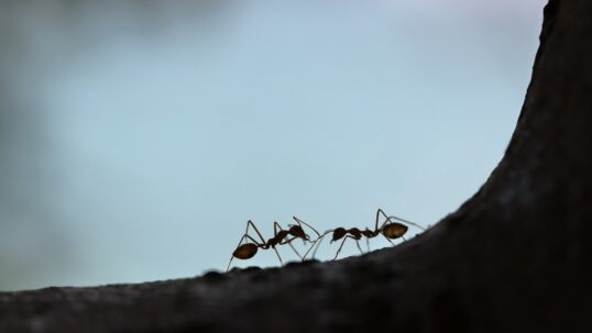 formiche come pesticidi