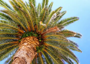 olio di palma è cancerogeno? lo studio Efsa