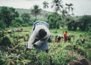 land grabbing