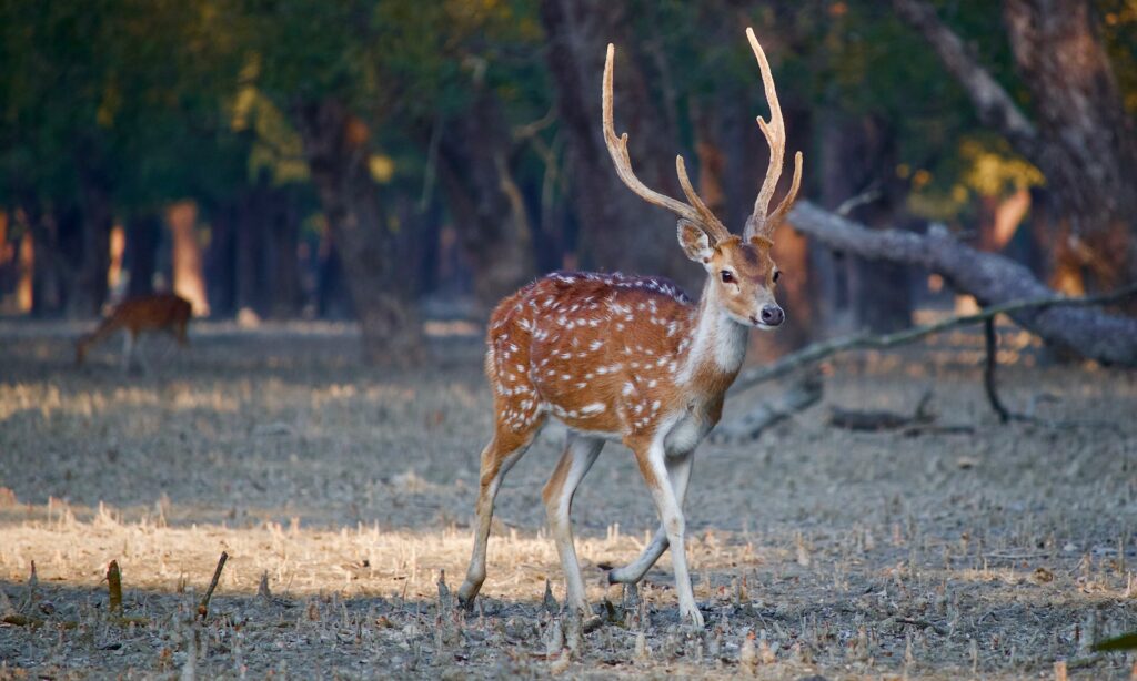 fauna selvatica calo wwf