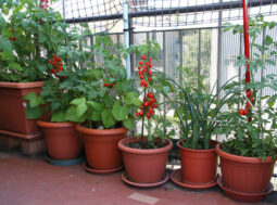 ortaggi sul balcone