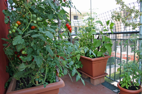 Coltivare sul terrazzo