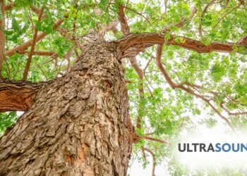 ultrasound albero
