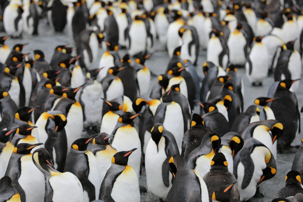 pinguino imperatore