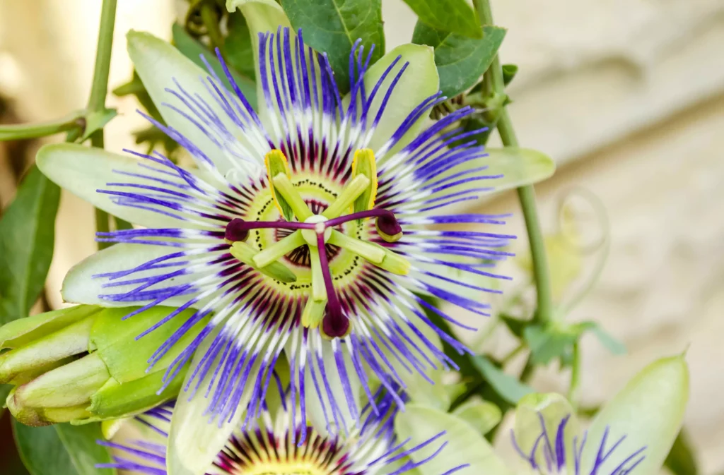 Passiflora