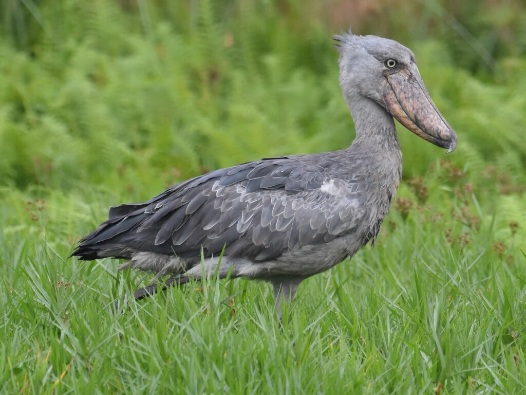 Shoebill