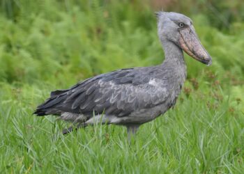 Shoebill