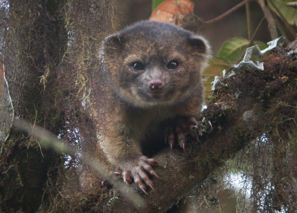 Olinguito