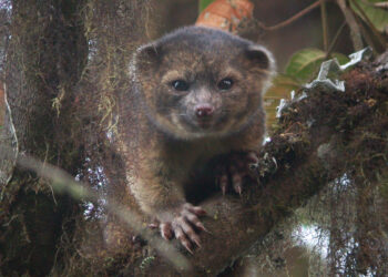 Olinguito