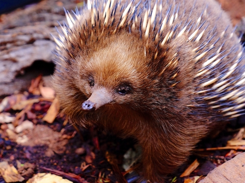 Echidna