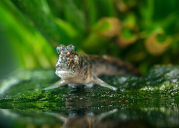 Mudskipper