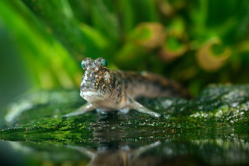 Mudskipper