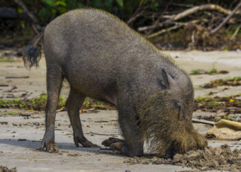 cinghiale barbato