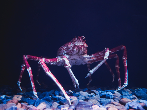 Granchio gigante del Giappone