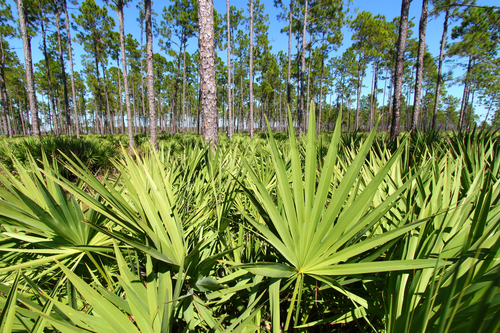 Serenoa Repens