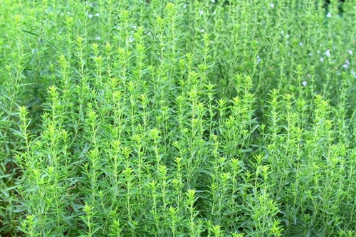 Santoreggia Usi E Propriet Green it
