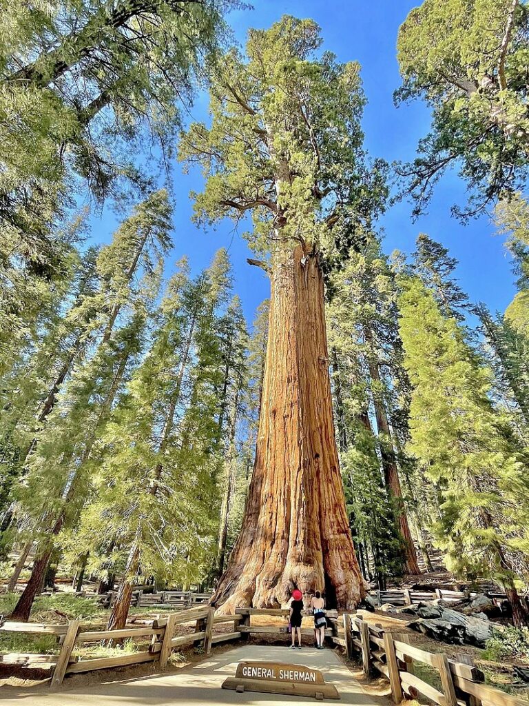 Sequoia