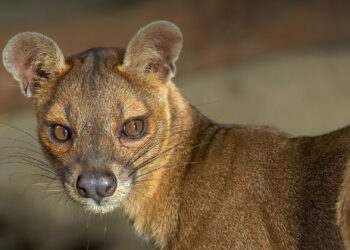 fossa