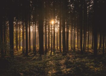 Olio di palma e cacao: legge EU contro la deforestazione