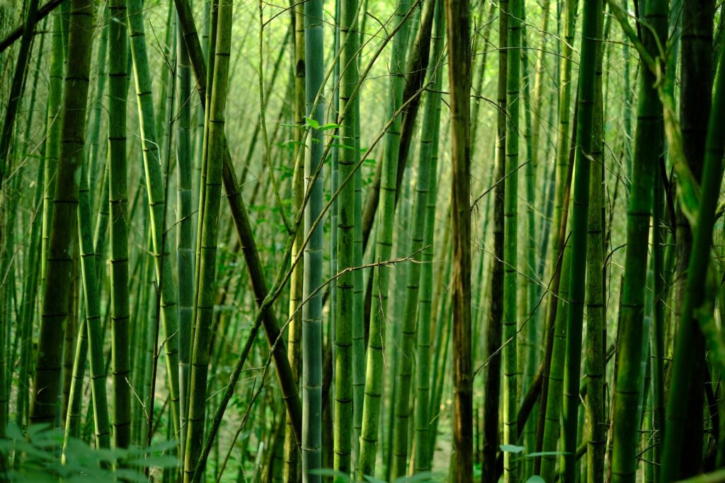 carta igienica in fibra di bambù