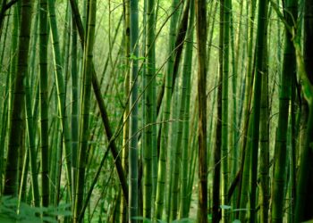 carta igienica in fibra di bambù