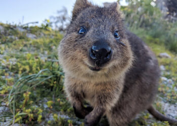 Quokka