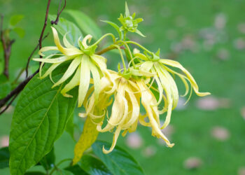 Ylang ylang