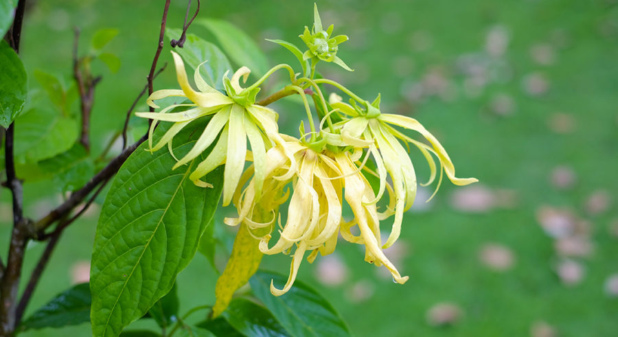 Ylang ylang