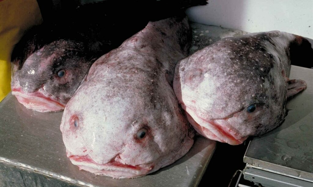 Psychrolutes_phrictusaffine a pesce blob