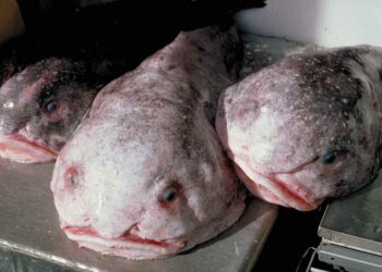 Psychrolutes_phrictusaffine a pesce blob