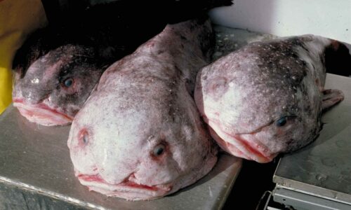 Psychrolutes_phrictusaffine a pesce blob