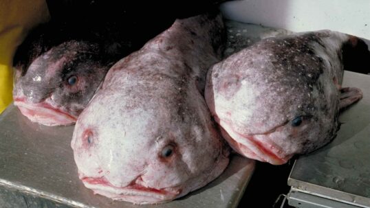 Psychrolutes_phrictusaffine a pesce blob