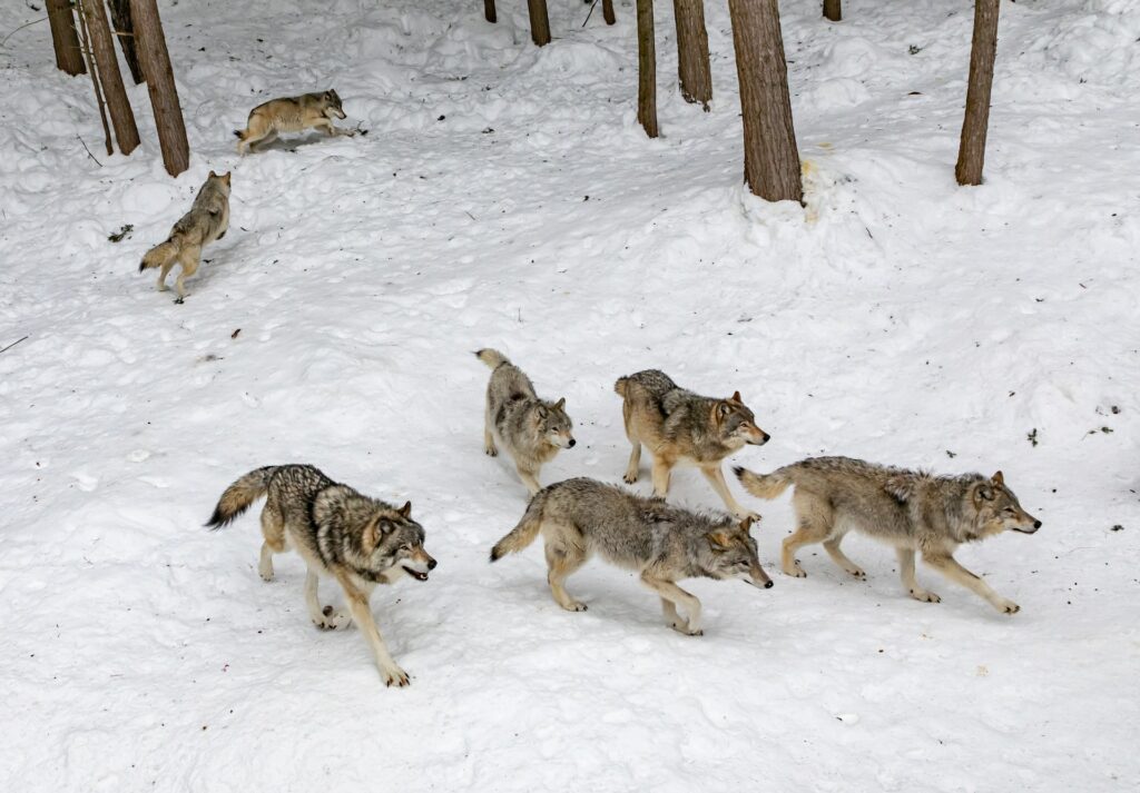 caccia al lupo