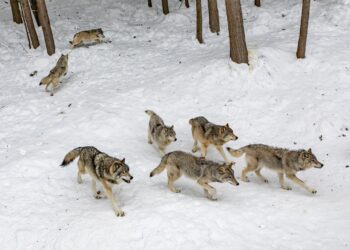 caccia al lupo