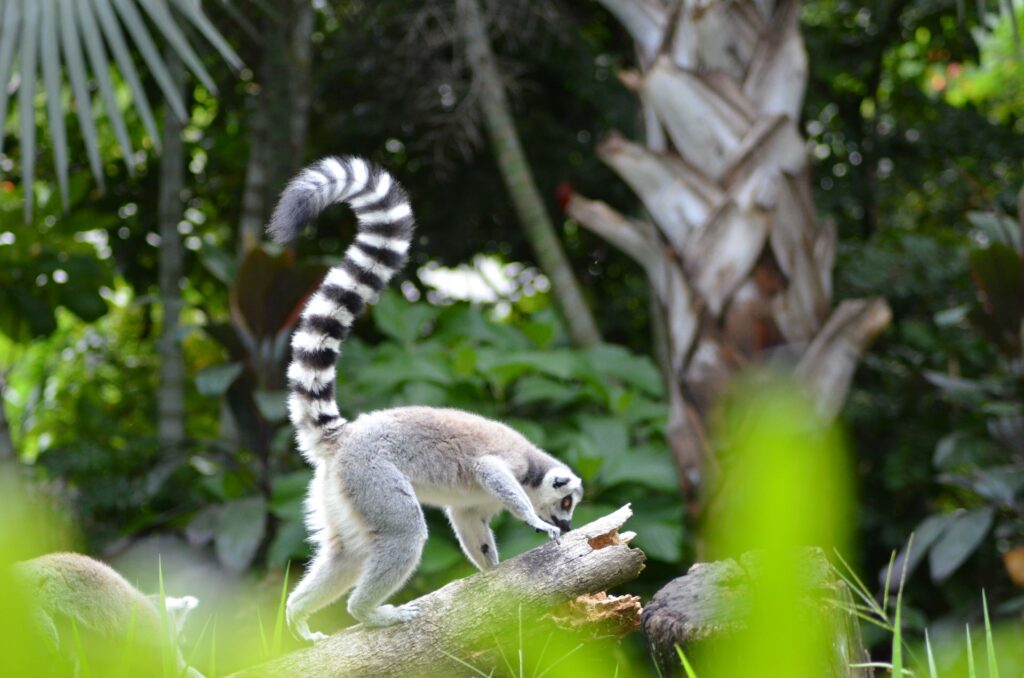 perdita biodiversità Madagascar