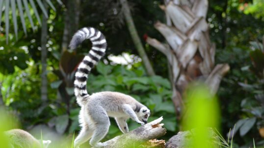 perdita biodiversità Madagascar