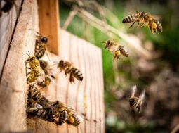 salvaguardare le api