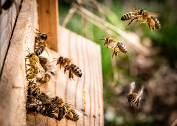 salvaguardare le api