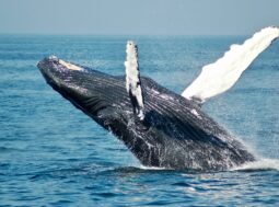 balene combattono i cambiamenti climatici