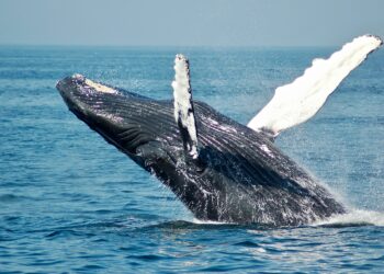 balene combattono i cambiamenti climatici