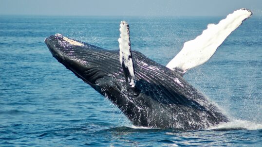 balene combattono i cambiamenti climatici
