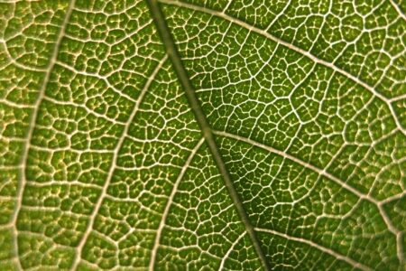 La foglia artificiale per produrre idrogeno dall'aria