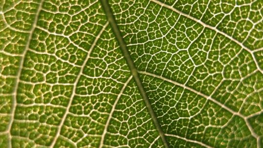 La foglia artificiale per produrre idrogeno dall'aria