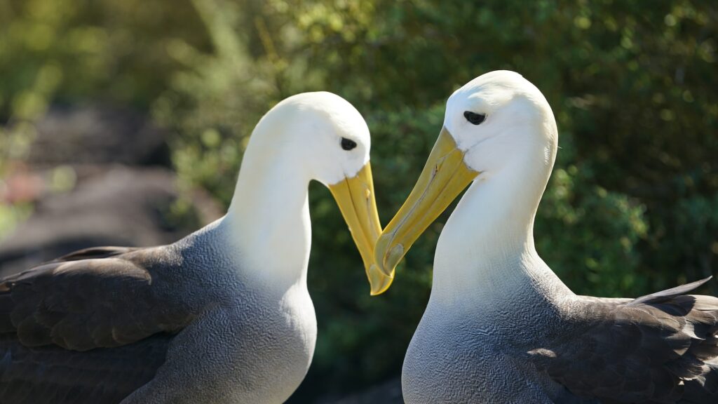 divorzi tra albatros